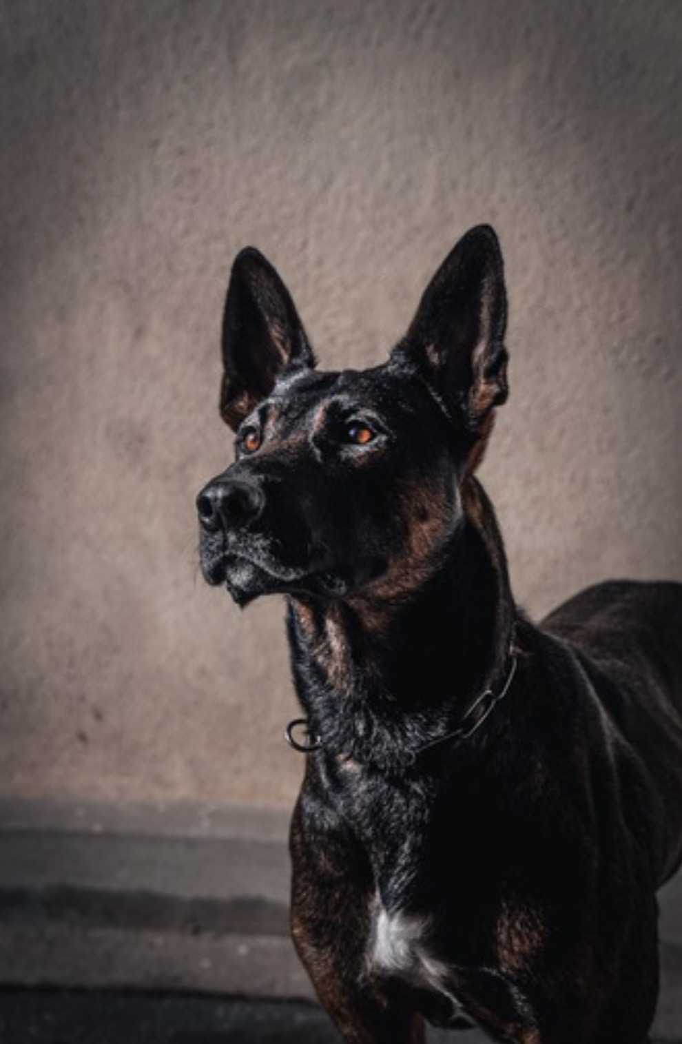 A highly trained, stable protection dog sitting calmly outdoors in a cinematic setting.