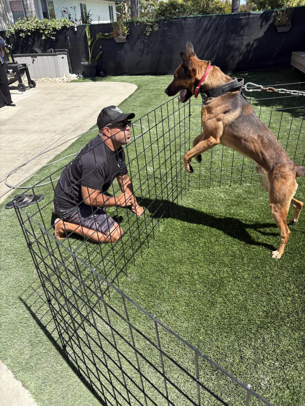 Crucible Canine German Shepherd — cinematic, powerful portrait for luxury executive protection brand