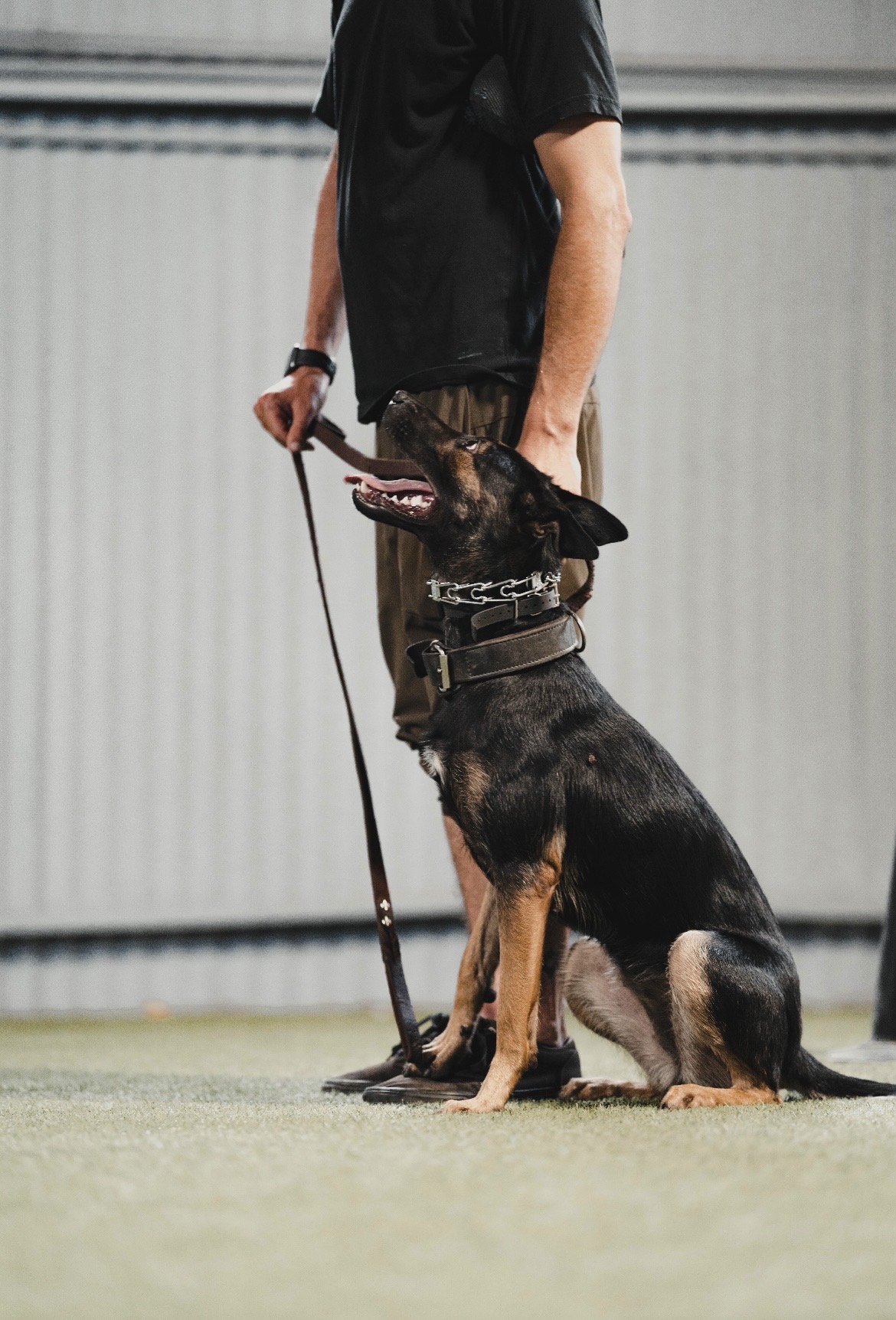 Executive protection dog undergoing selection process