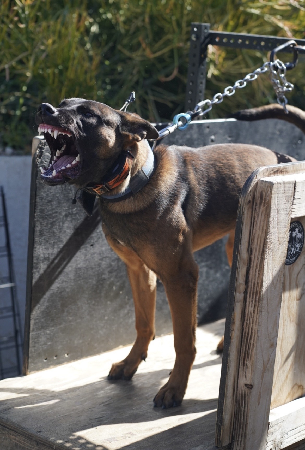 Bespoke K9 Training