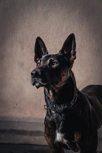 Elite protection dog sitting attentively