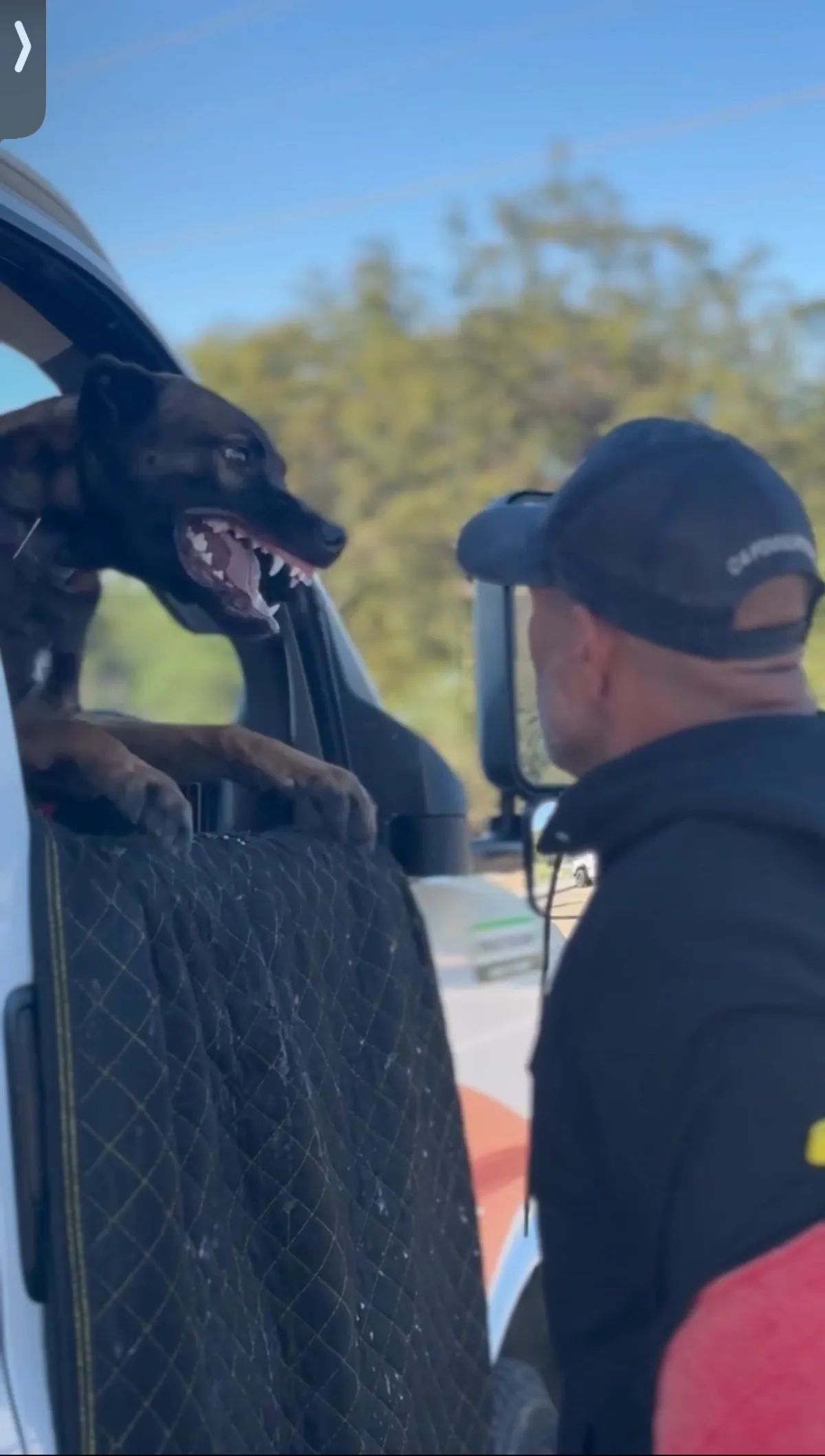 Dutch Shepherd with handler in a luxury architectural setting