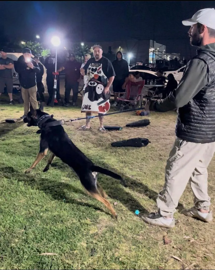 Dutch Shepherd with its handler in an upscale setting