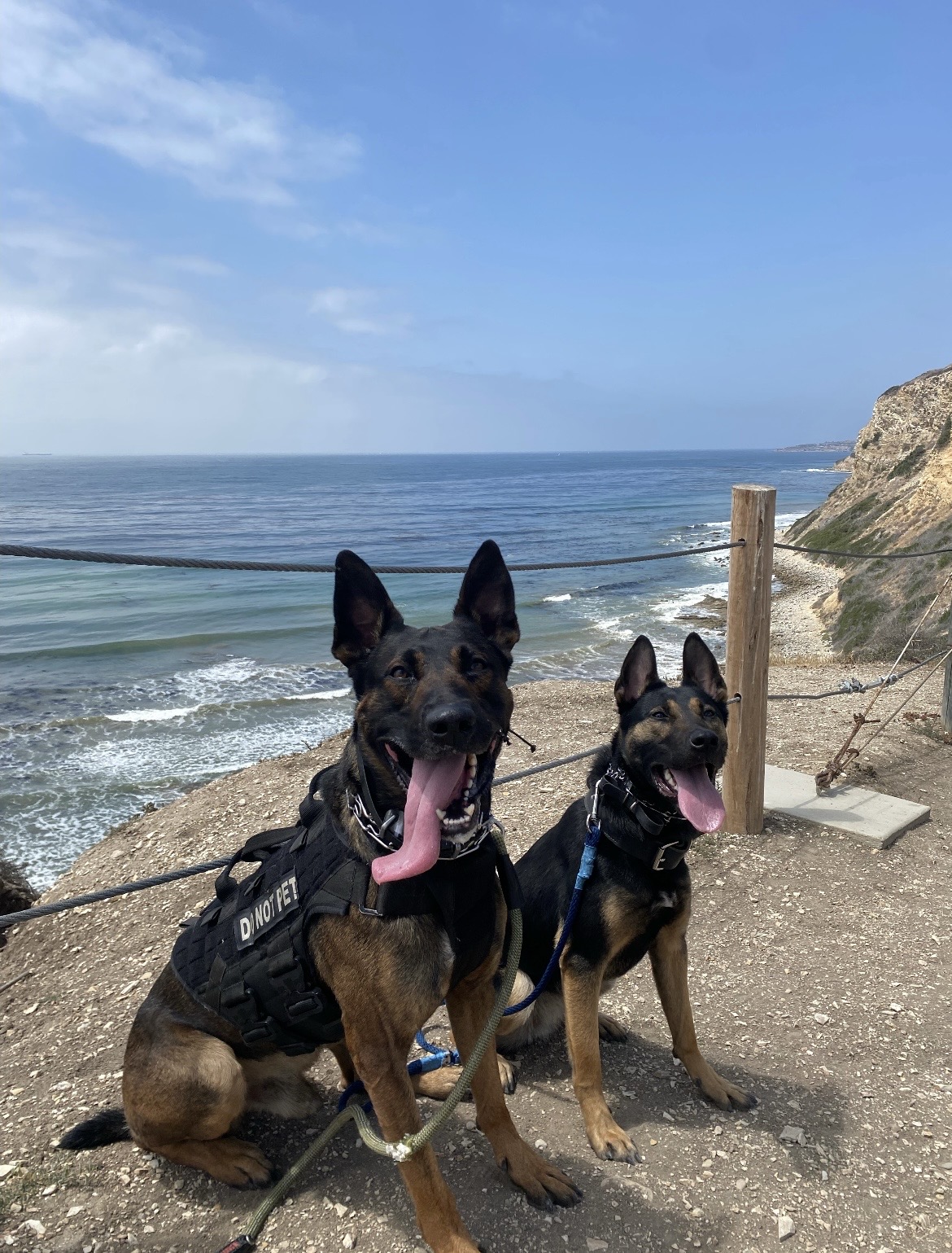 Personal Protection Dog