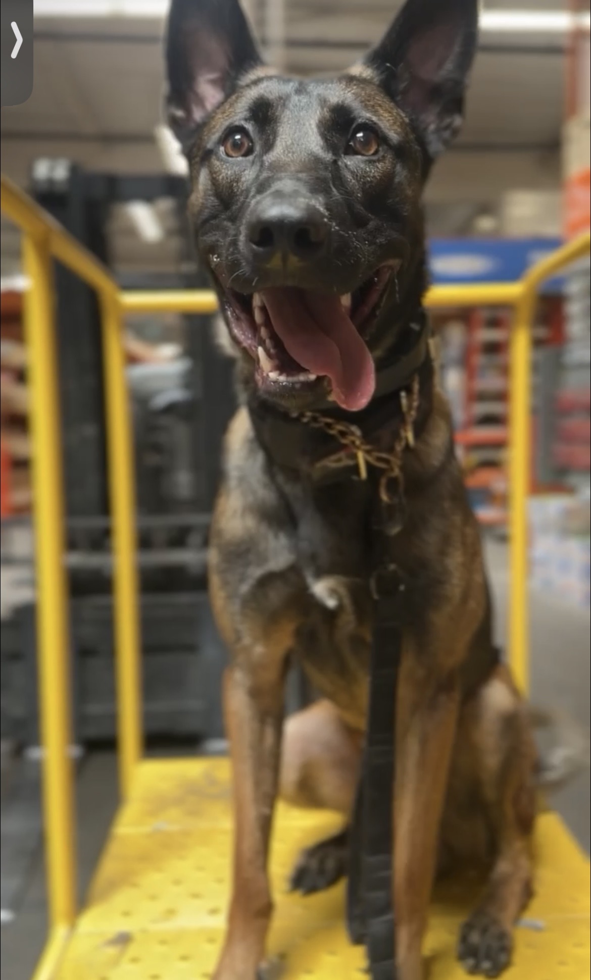 Valkyrie - German Shepherd Family Guardian