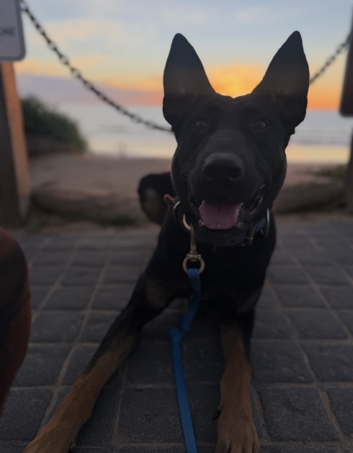 Protection dog training in complex environment
