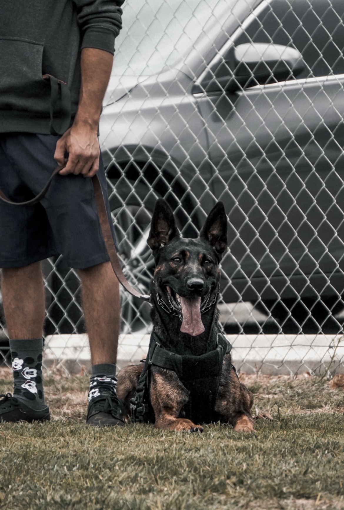 Elite Dutch Shepherd protection dog at a luxury estate