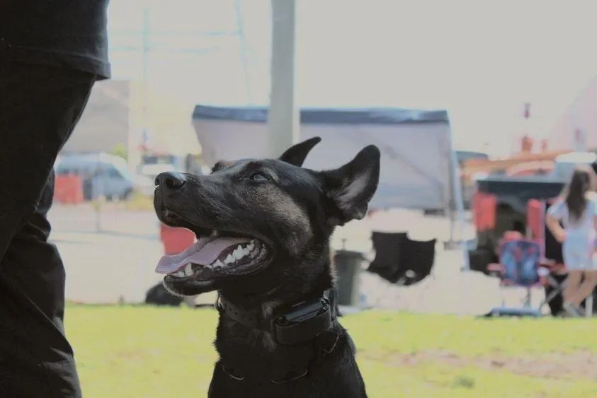 Elite Bloodlines Working Dog