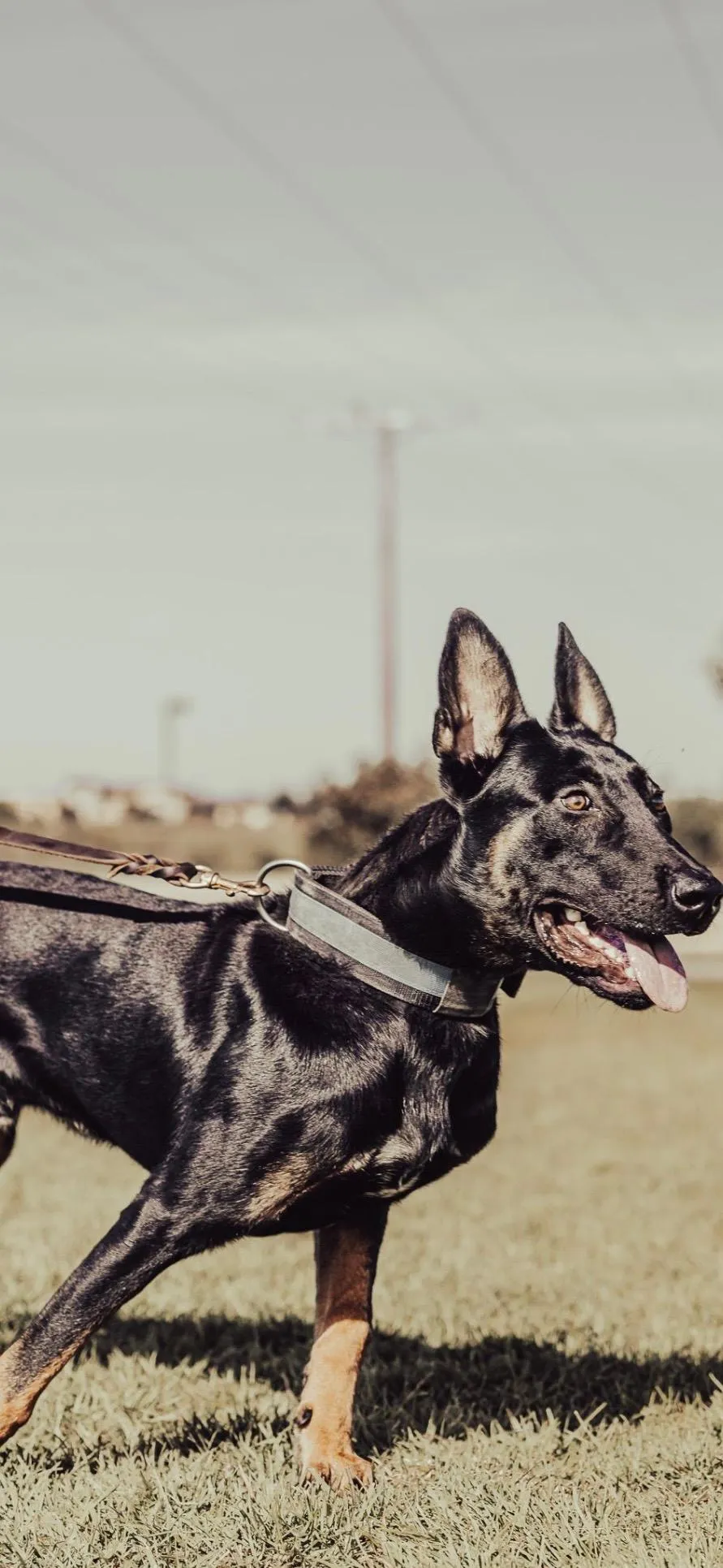 Koa - Dutch Shepherd Tactical Profile