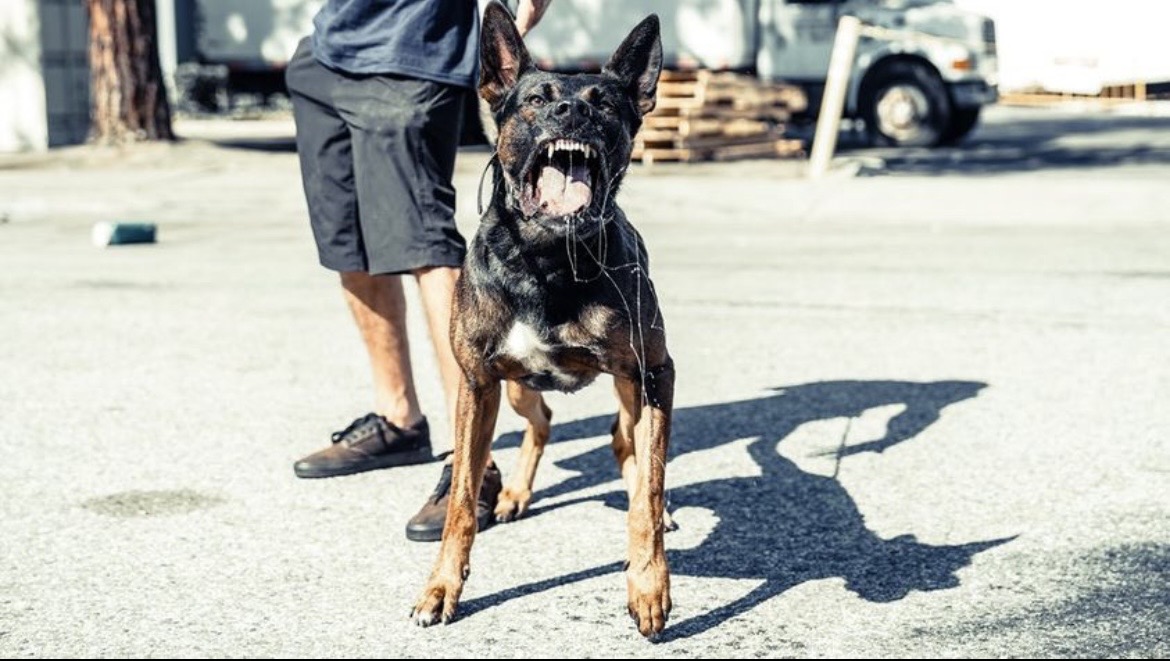 Close-up portrait of an elite Dutch Shepherd