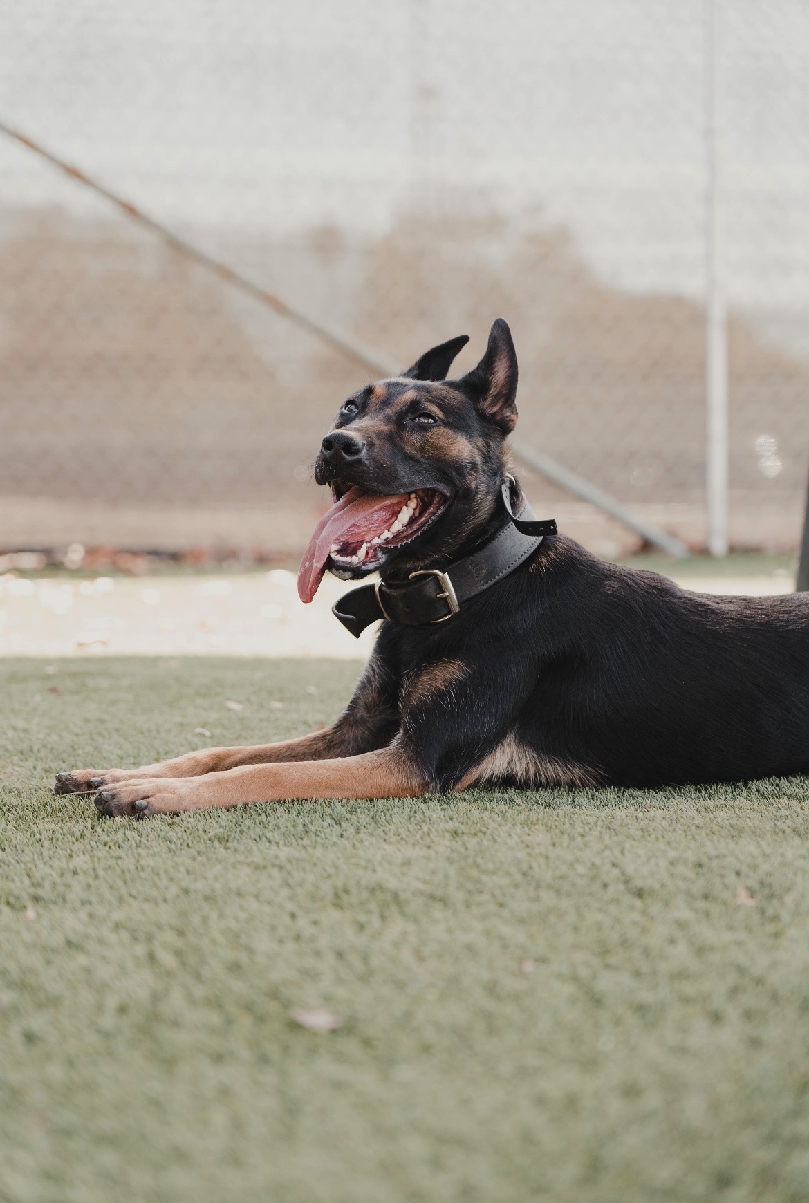 Koa - Dutch Shepherd Tactical Profile