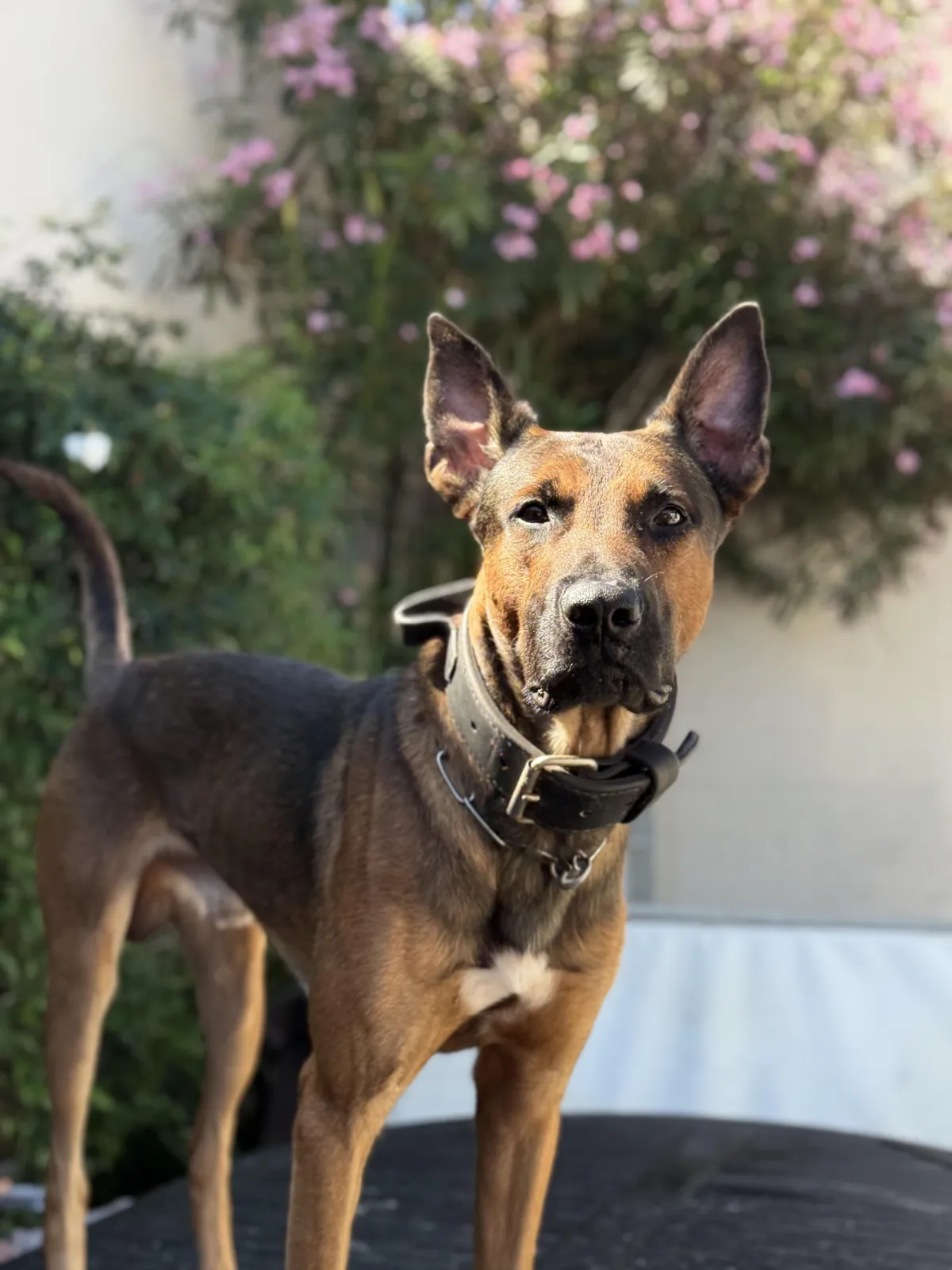 Executive Security K9s