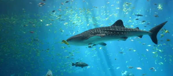 Discover endangered species at Dallas World Aquarium