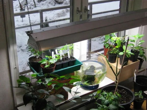 Learn how to grow an apartment garden