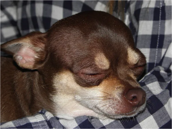Chihuahuas are affectionate, obedient and quiet.