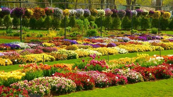 Have a great time at the Dallas Garden