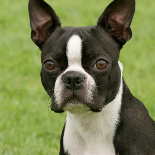 Consider a boston terrier for your apartment