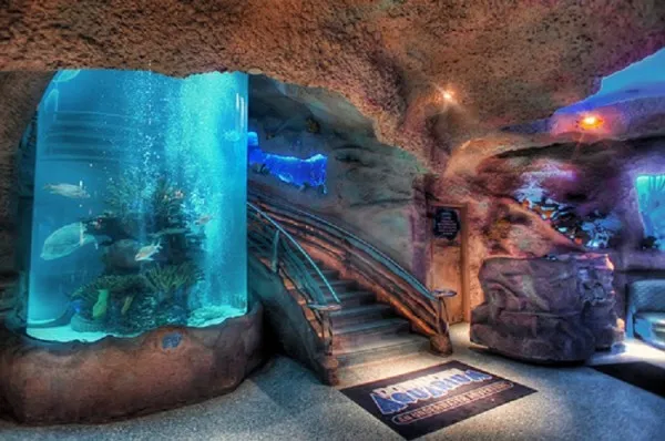 Discover various species at Downtown Aquarium
