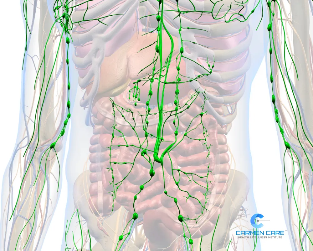 human body organs the areas most affected by-lymphatic-stagnation