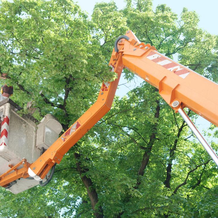 Worker trimming a tree