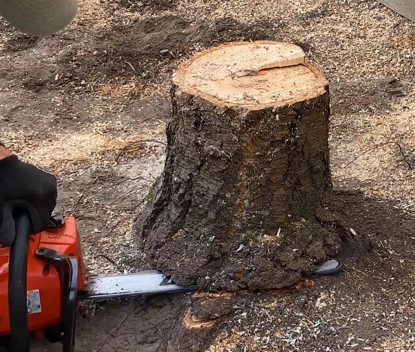 Tree stump being ground