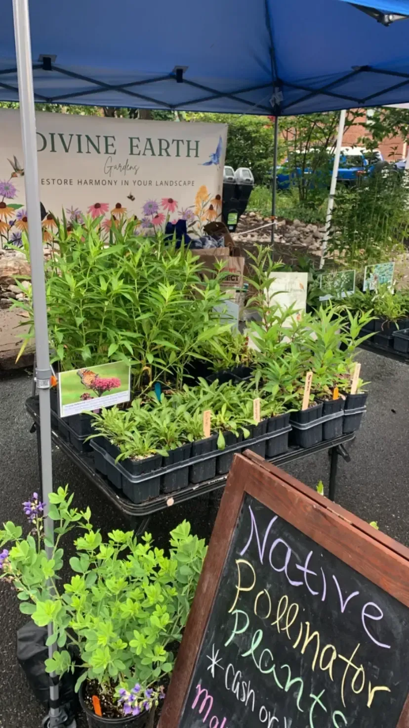 native plant sale at doylestown farmer's market including blue false indigo and swamp milkweed