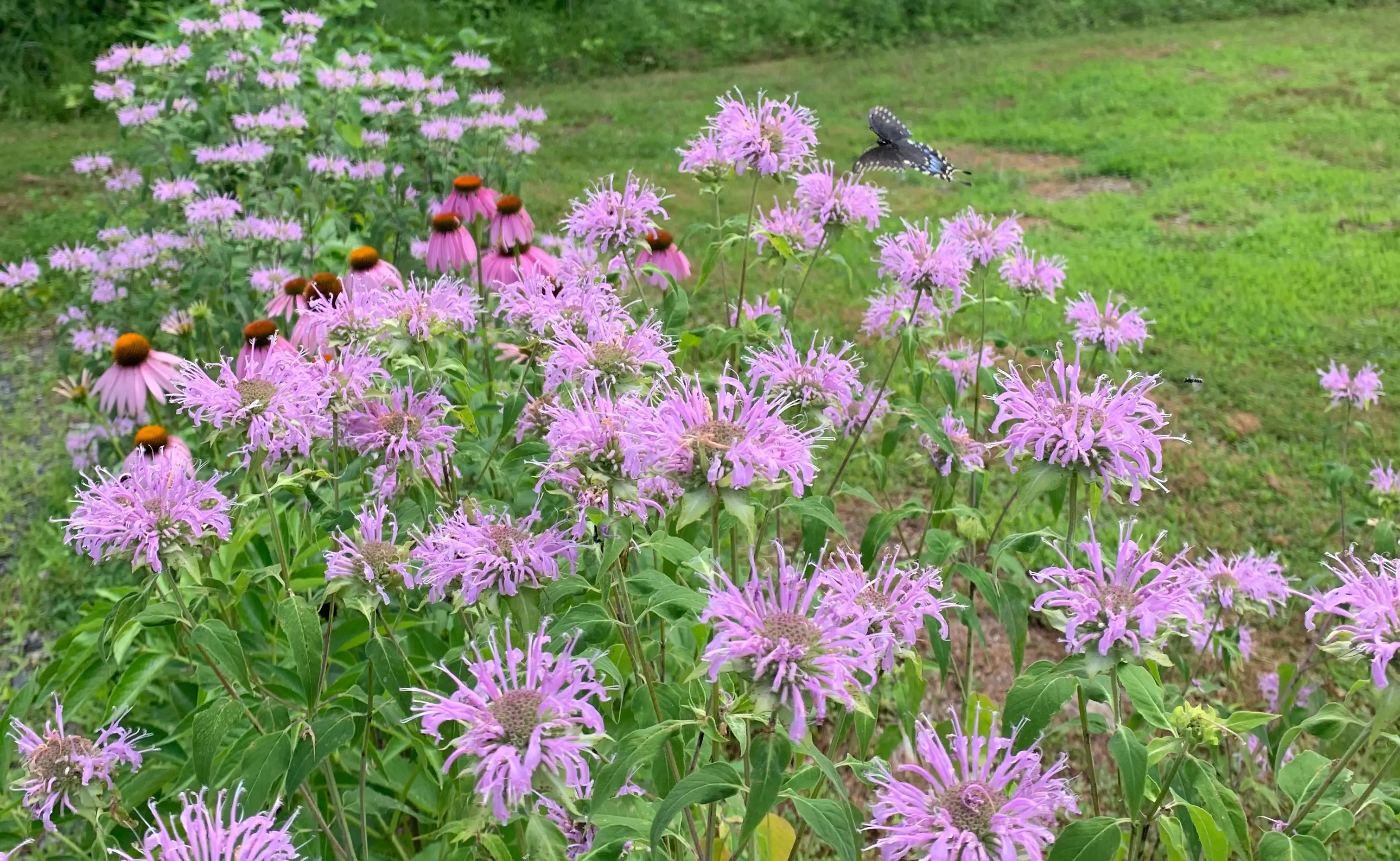 driveway strip native pollinator in plumstead township featuring wild bergamot bee balm and purple coneflower
