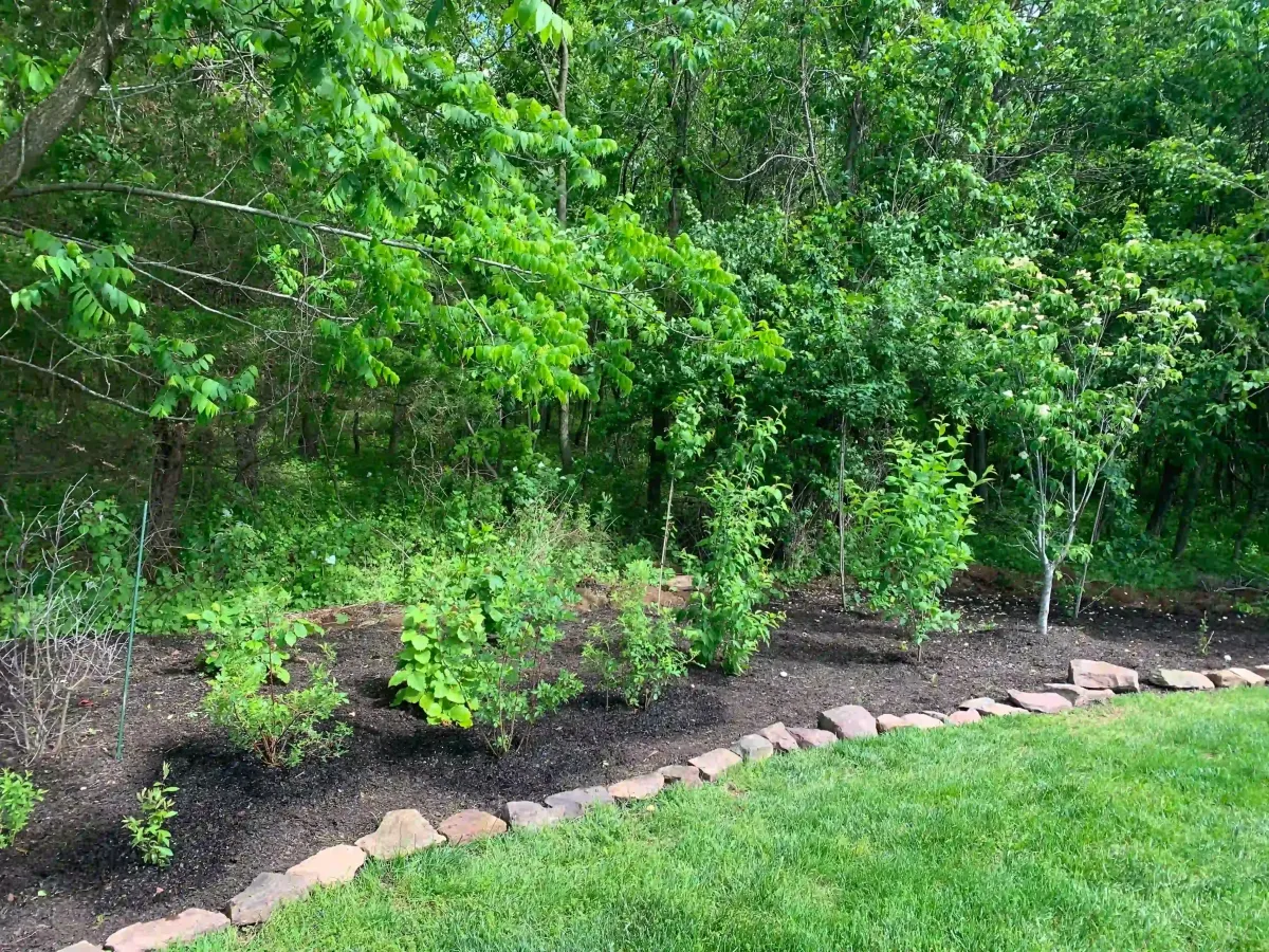 native tree and shrub planting including american plum, allegheny serviceberry, american redbud, american hazelnut, and carolina rose