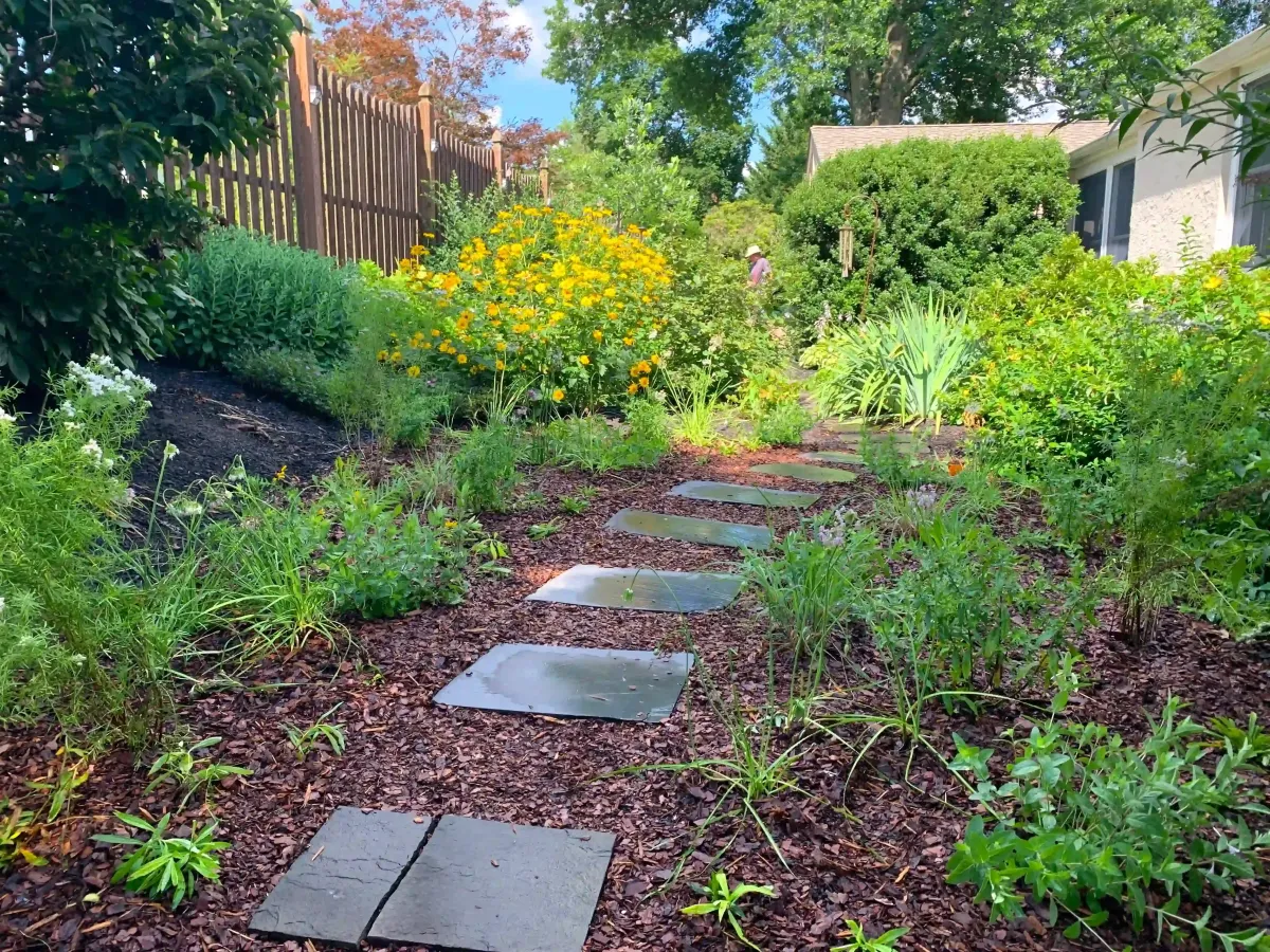 small native backyard pollinator garden in yardley, pennsylvania with asters and black eyed susans