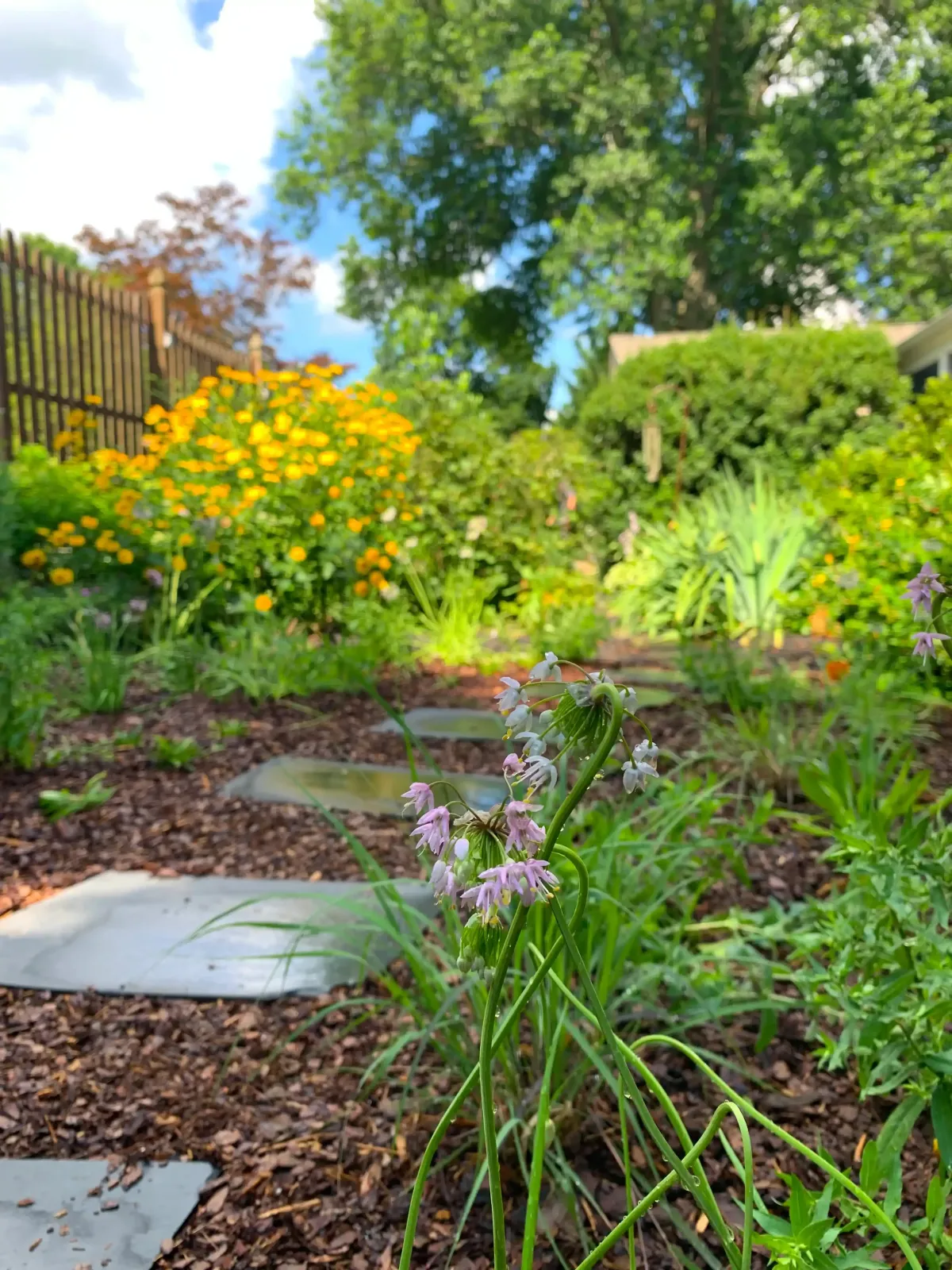 small backyard native pollinator garden installation in yardley, pennsylvania featuring nodding onion