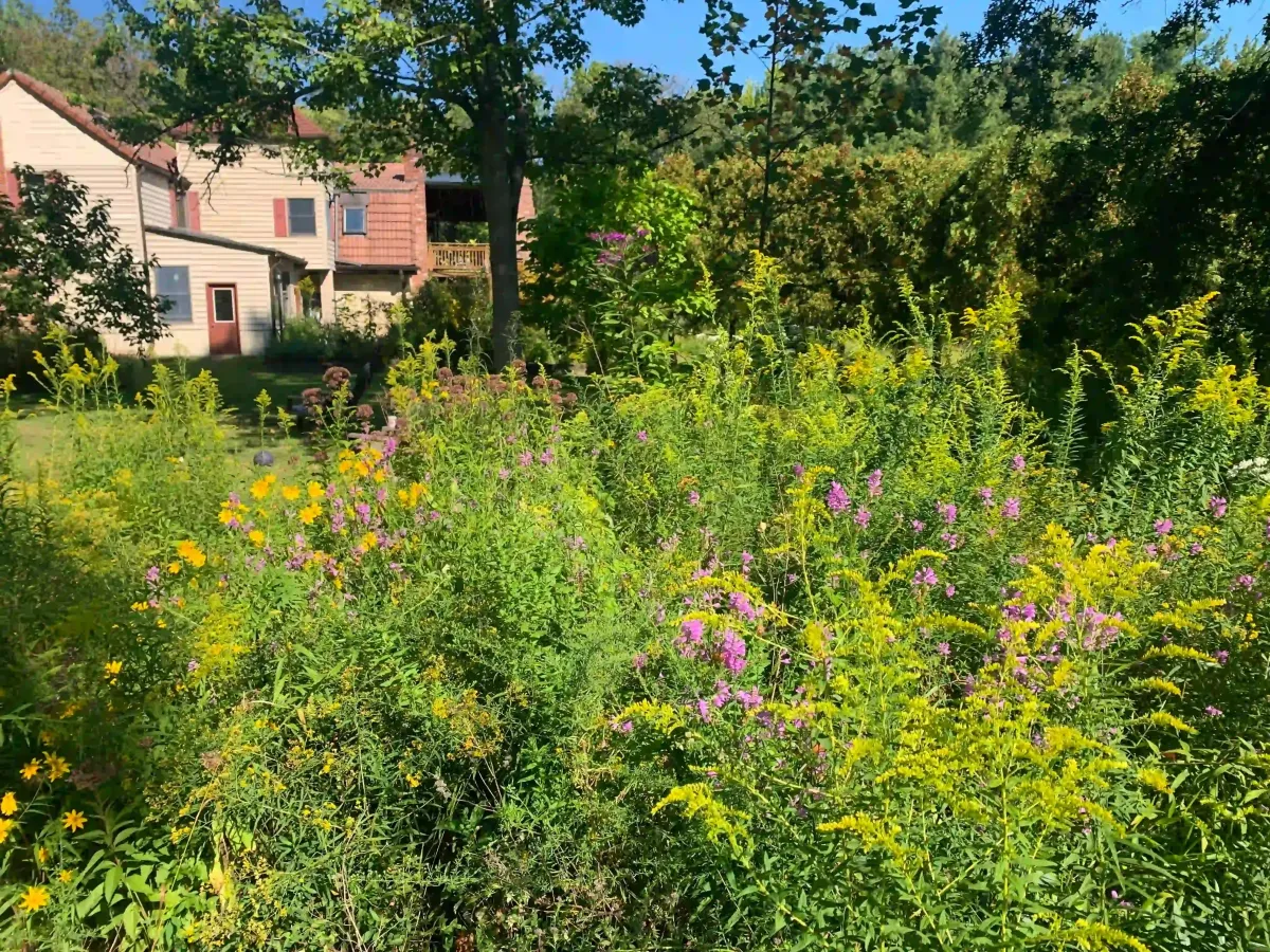 large wet meadow and rewilding project in plumsteadville, pennsylvania including obedient plant and goldenrod