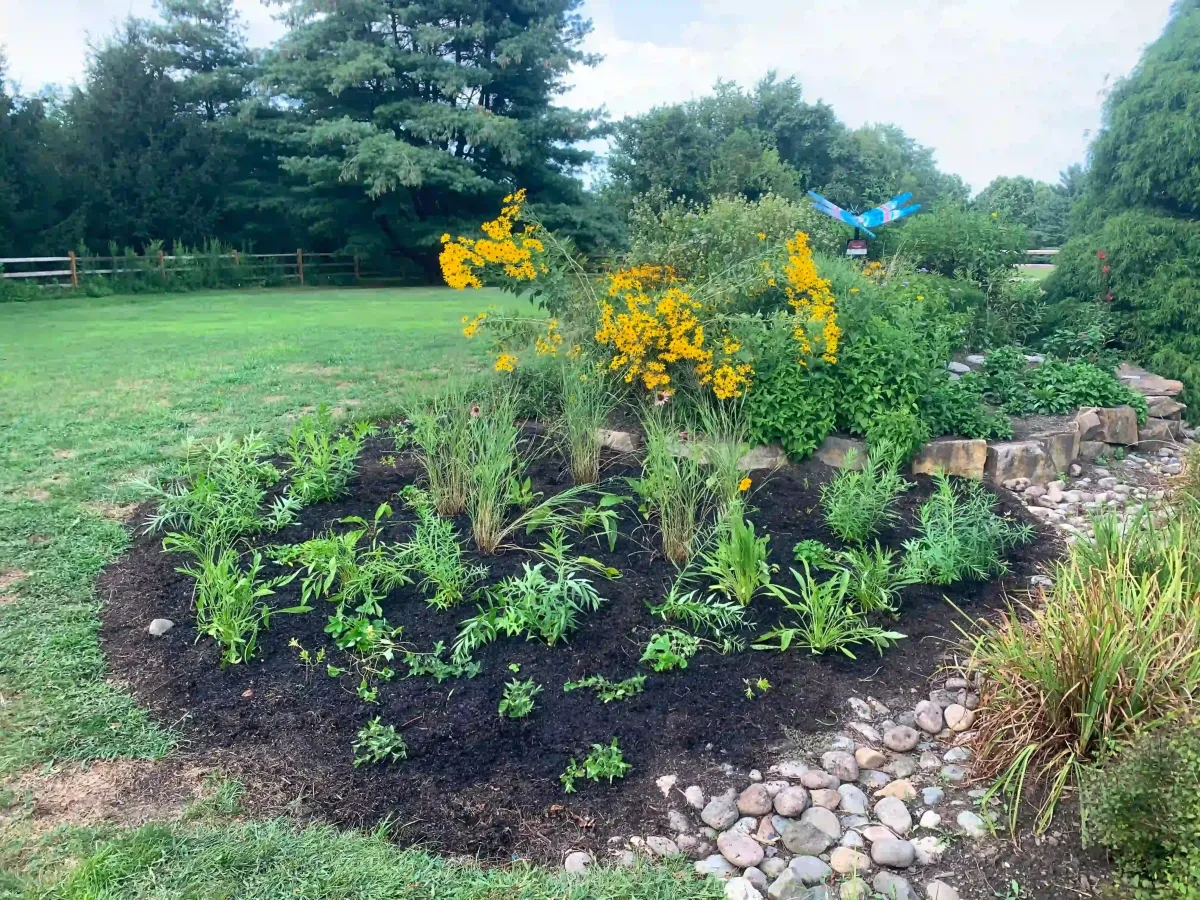 small native pollinator garden in doylestown, pennsylvania with amsonia, switchgrass, wild petunia, purple coneflower, and butterfly milkweed