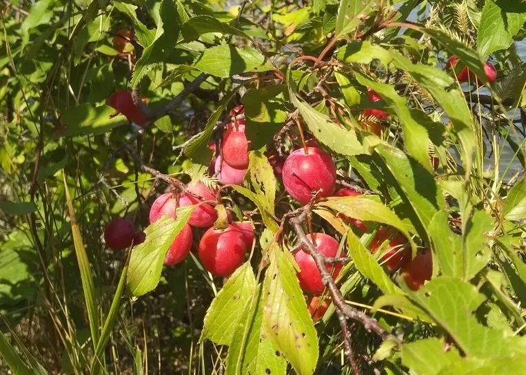 american plums have white flowers in spring that are an early nectar source for bees and the edible fruit is great for eating fresh and a food source for birds