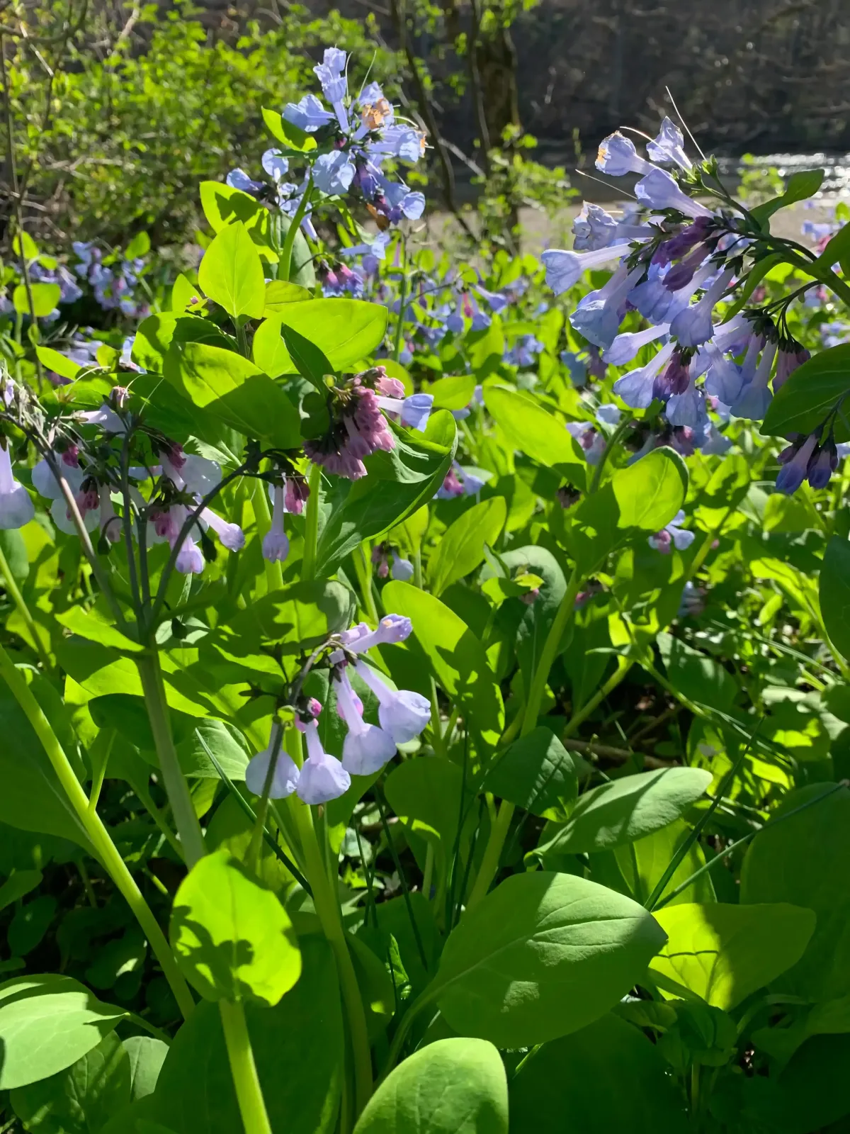 virginia bluebells bloom in april and are an early food source for native bees and other pollinators