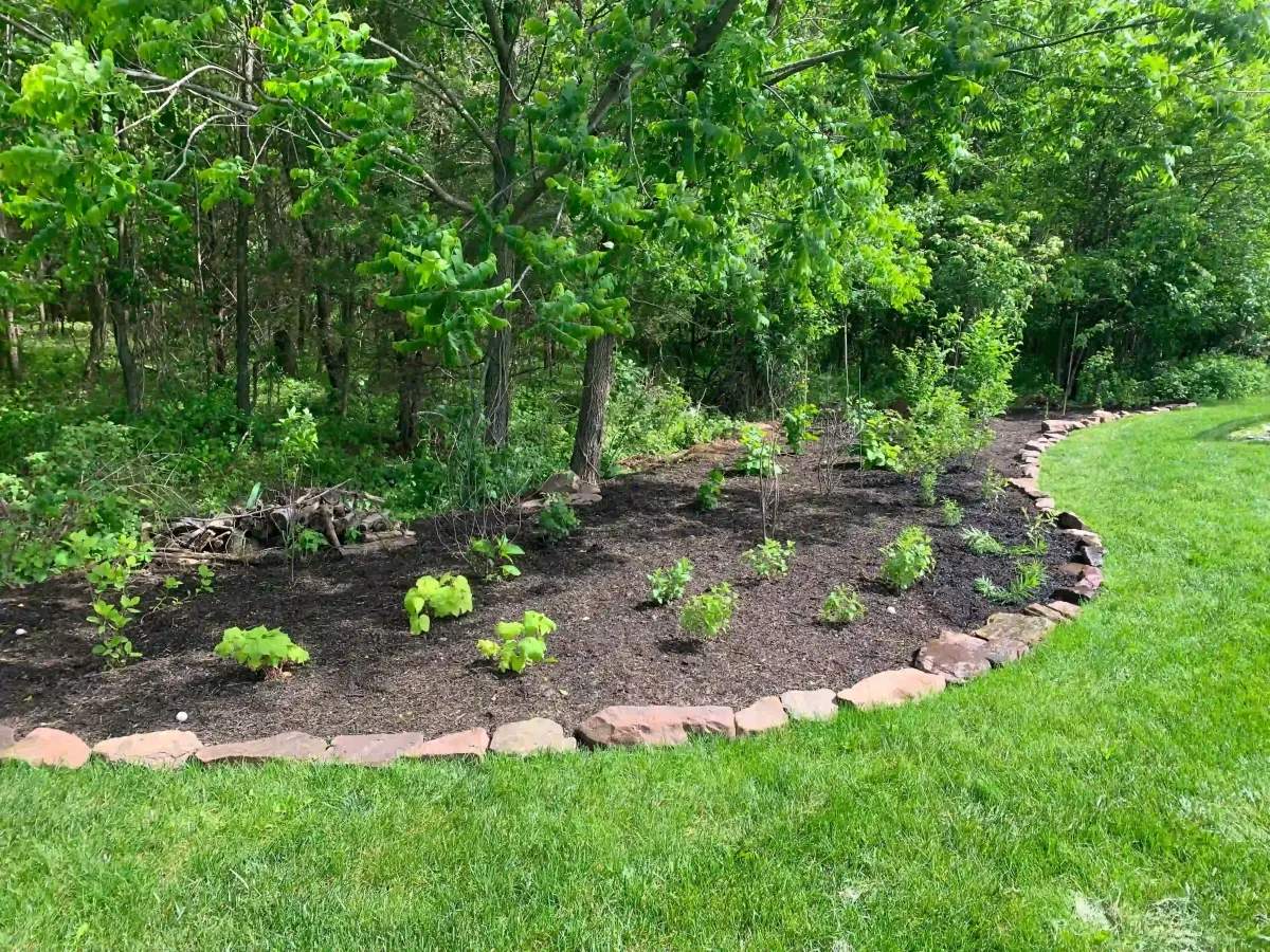 woodland edge planting of native shrubs and native trees including purple flowering rasperry, wild hydrangea, and maple leaf viburnum