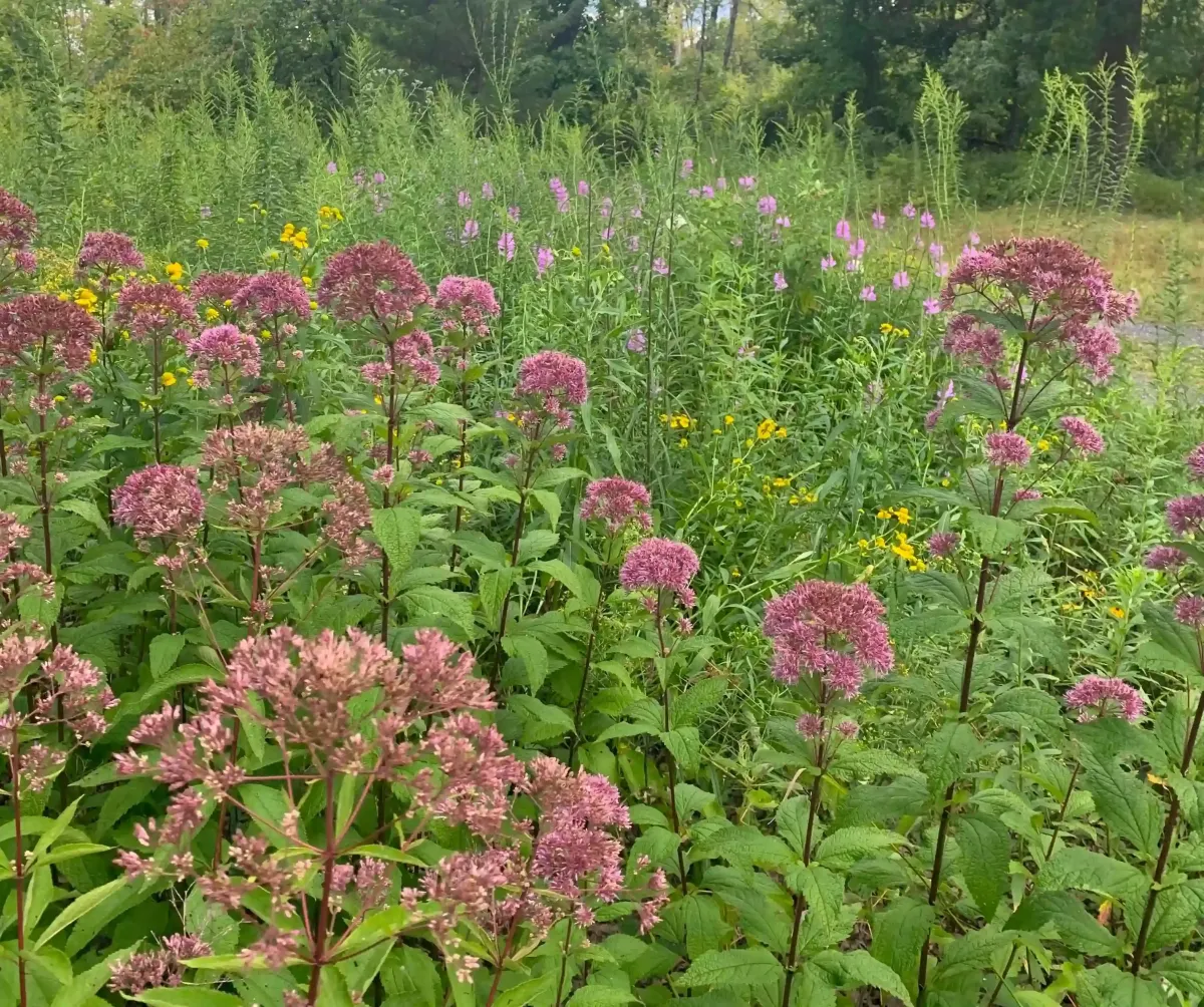 wet meadow installation after bamboo removal in plumstead township featuring joe pye, sneezeweed, and obedient plant