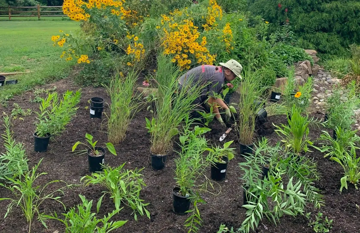 small native pollinator garden in doylestown, pennsylvania featuring amsonia, switchgrass, butterfly milkweed, wild petunia, and purple coneflower