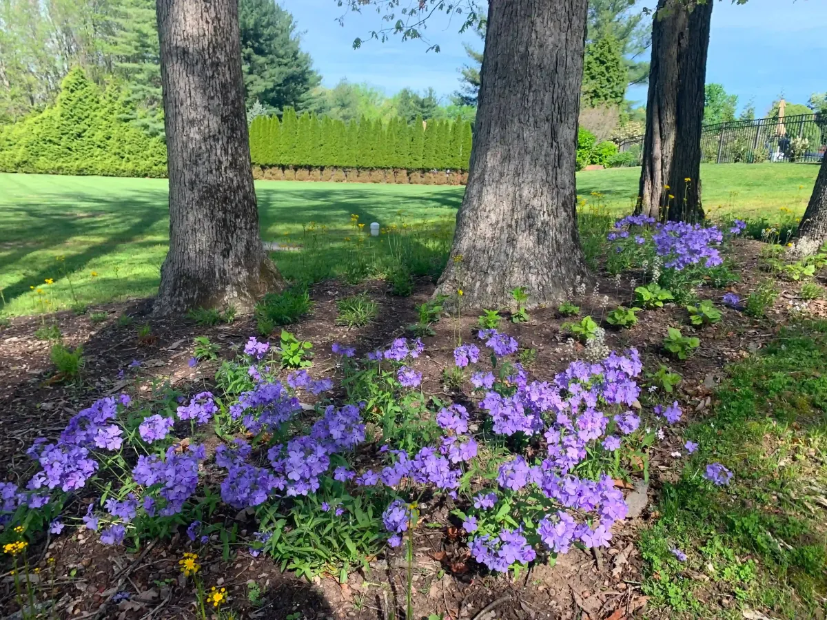 woodland phlox blooming in april in a native shade garden in doylestown, pennsylvania