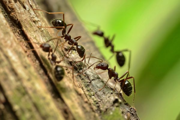Ant Control in