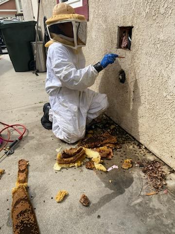 General Pest Control in