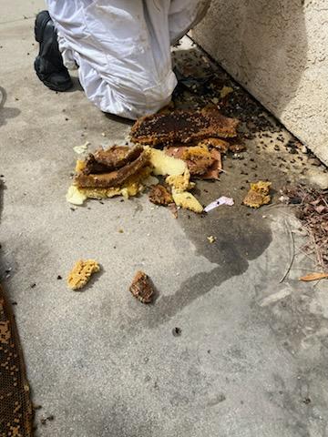 General Pest Control in