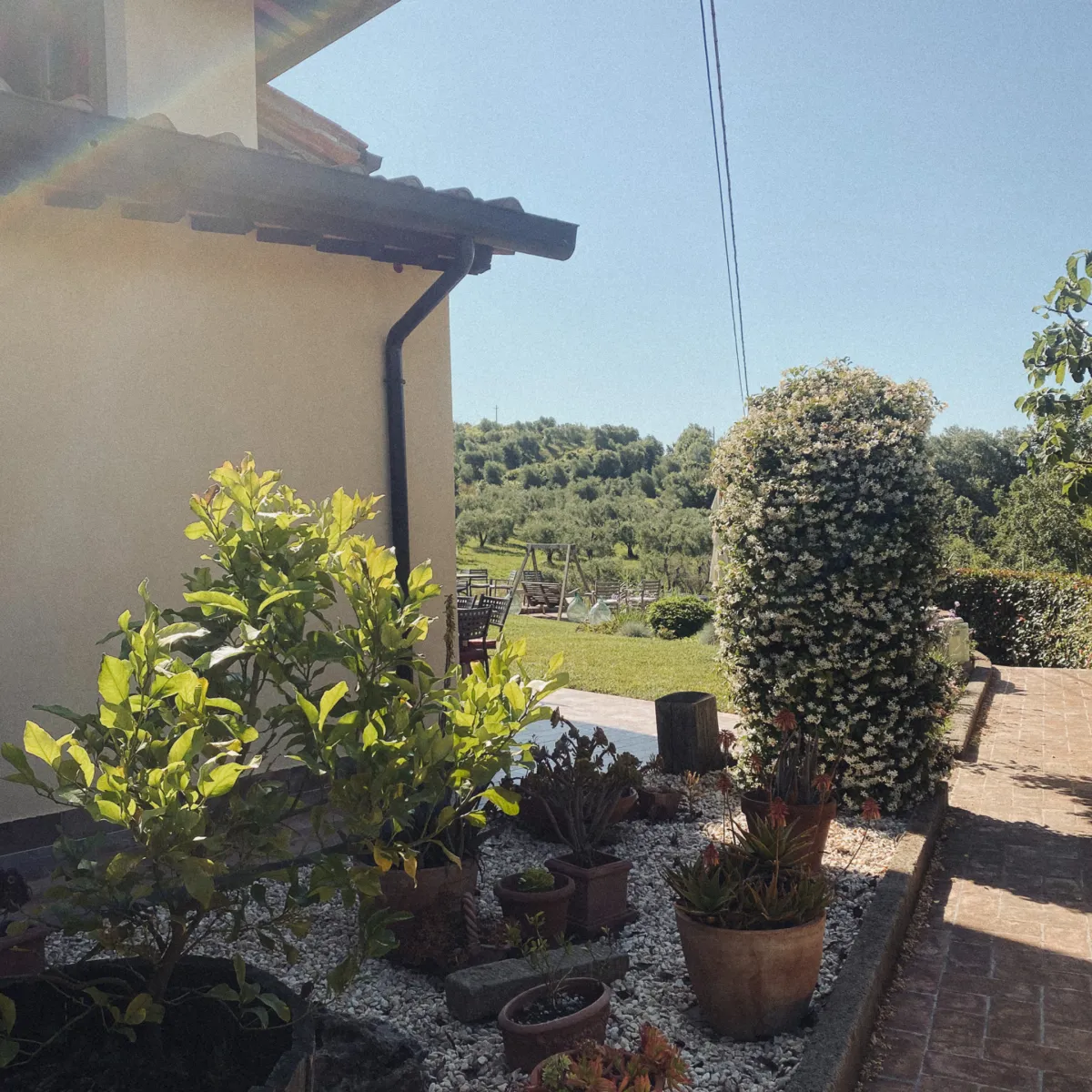 Image of the gardens at the beautiful location, showcasing the natural beauty of the plants