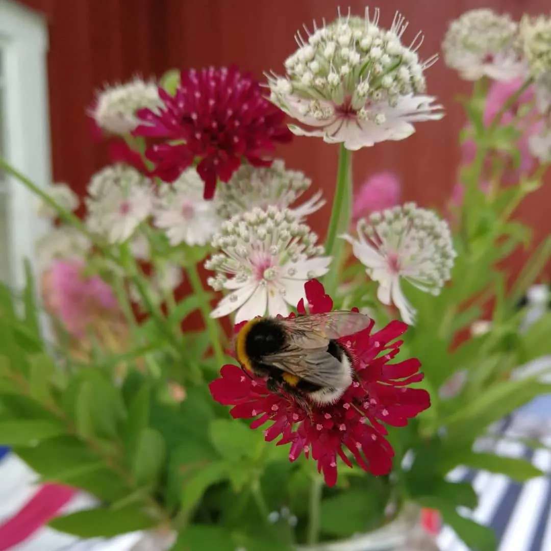 Busy bee on flowers