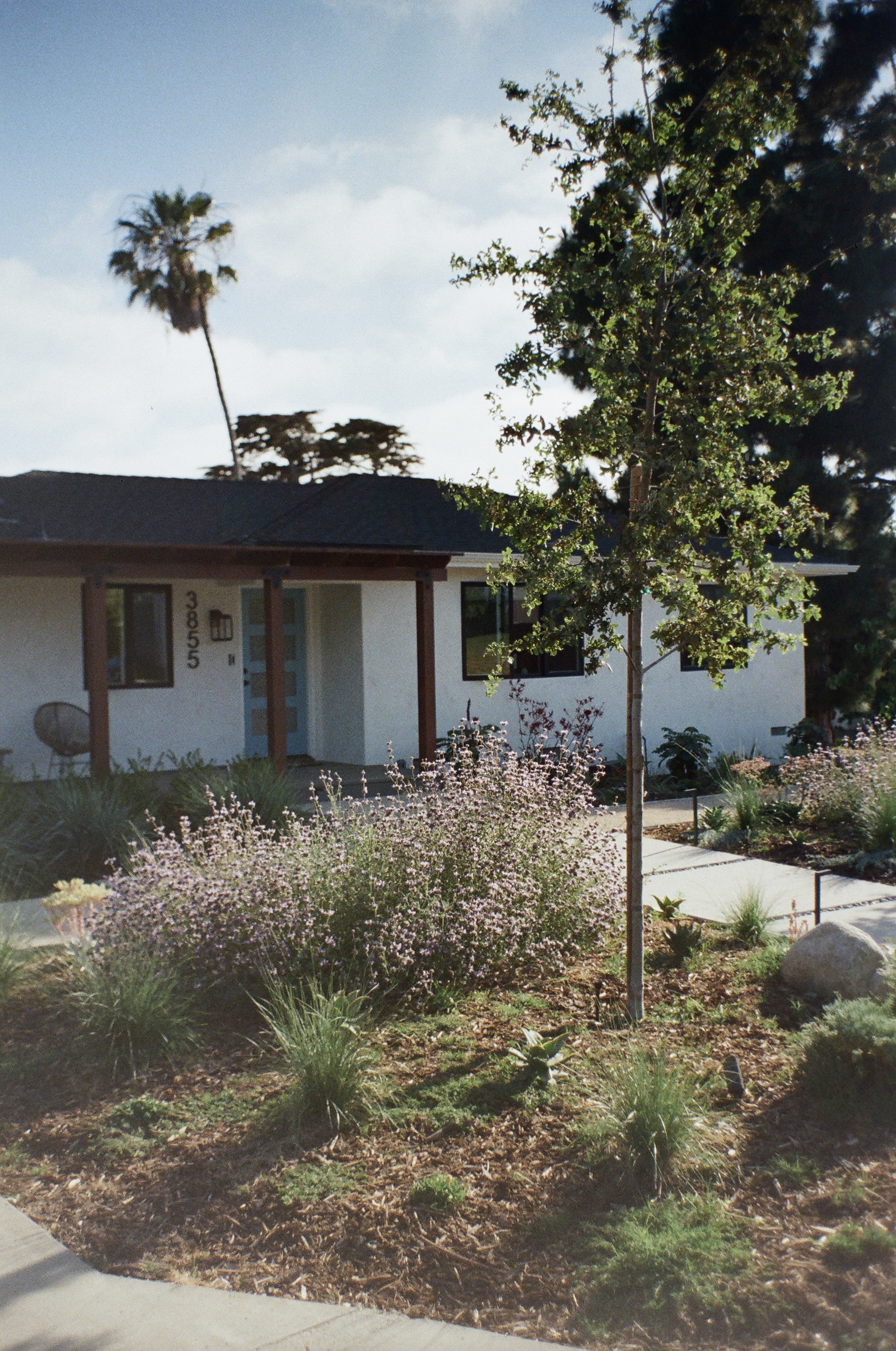 Young native tree in a front yard with a modern white house behind it.
