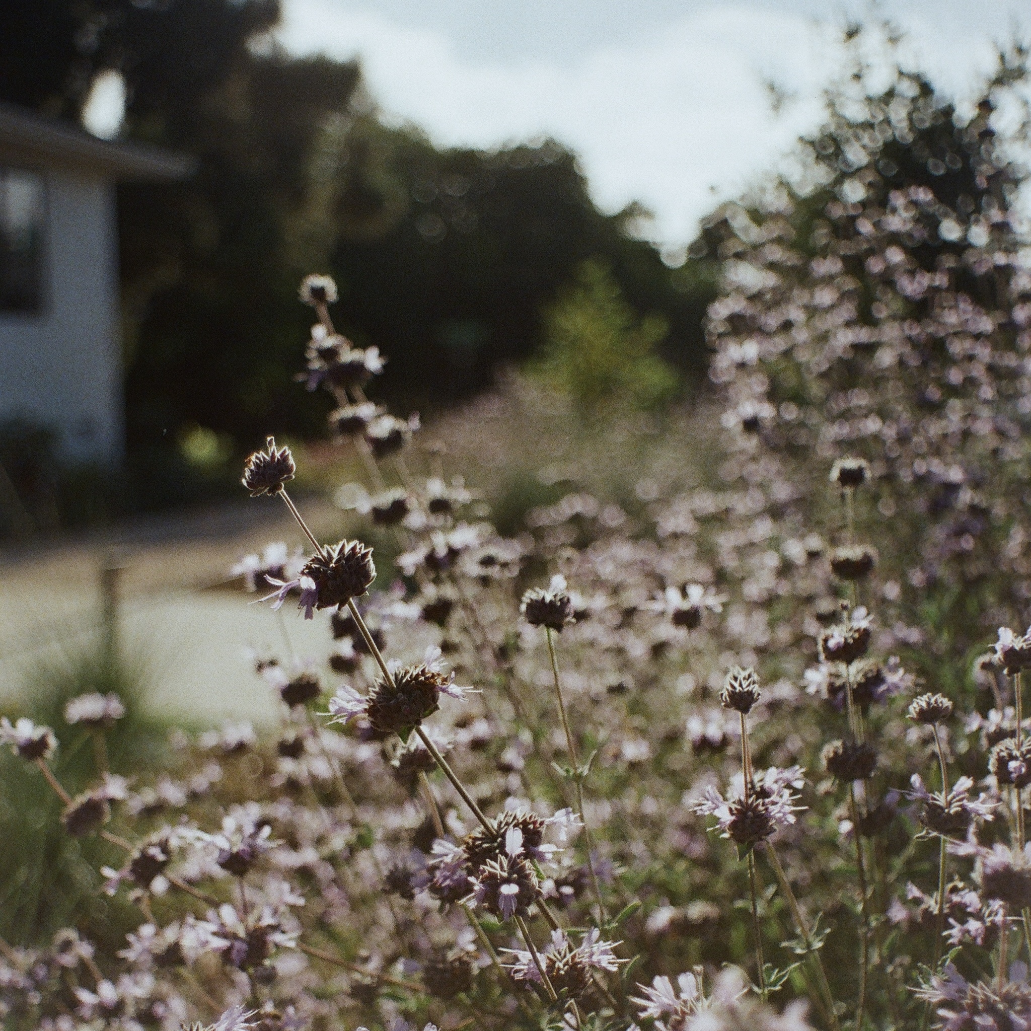 Soft white and pink native buckwheat flowers in a sunny Carlsbad garden.