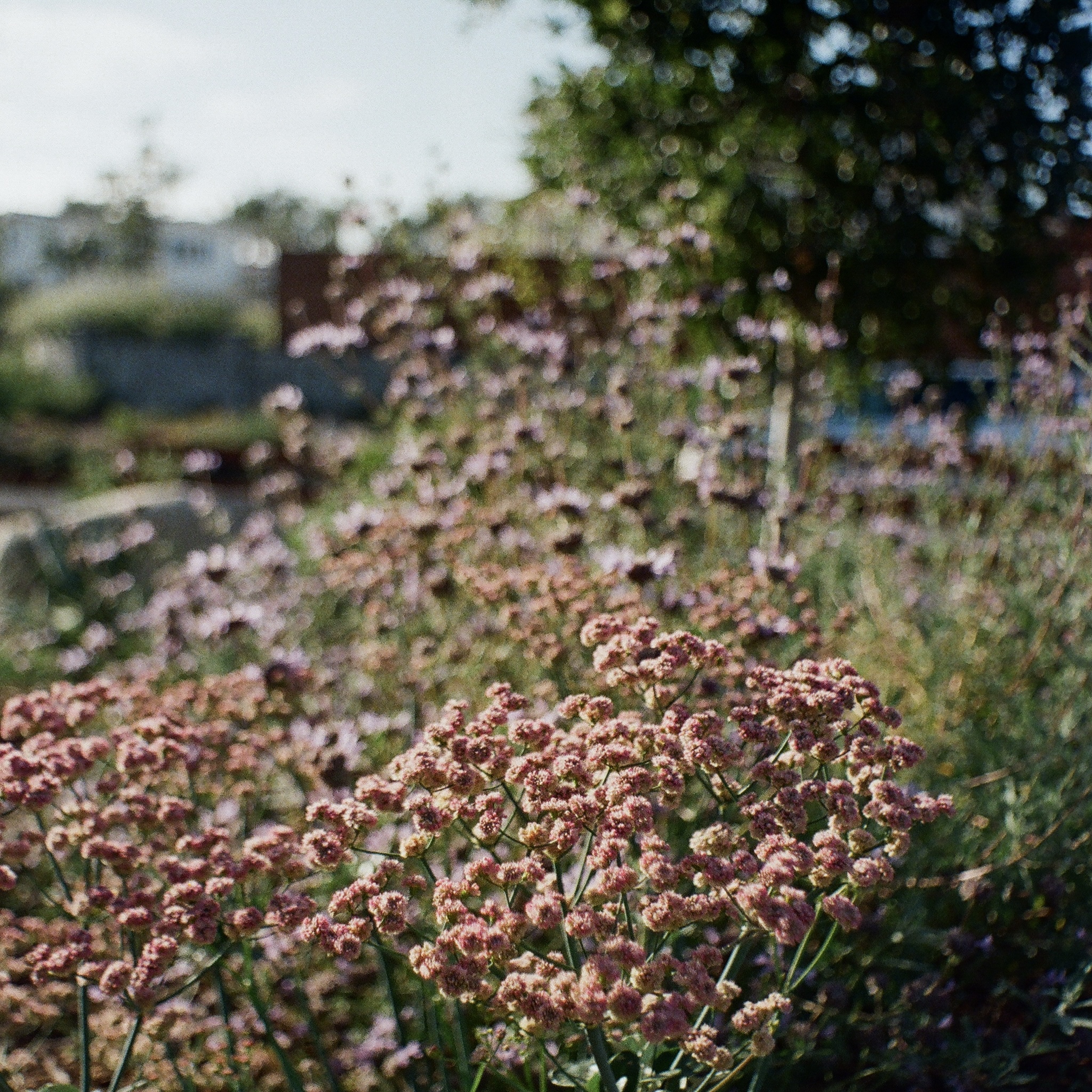 Lush garden bed filled with flowering native plants and green foliage.