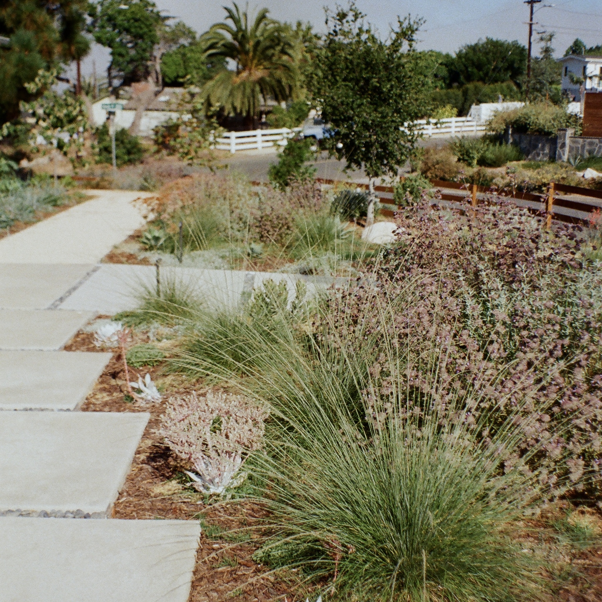 Rectangular concrete pavers forming a path through a native grass meadow.