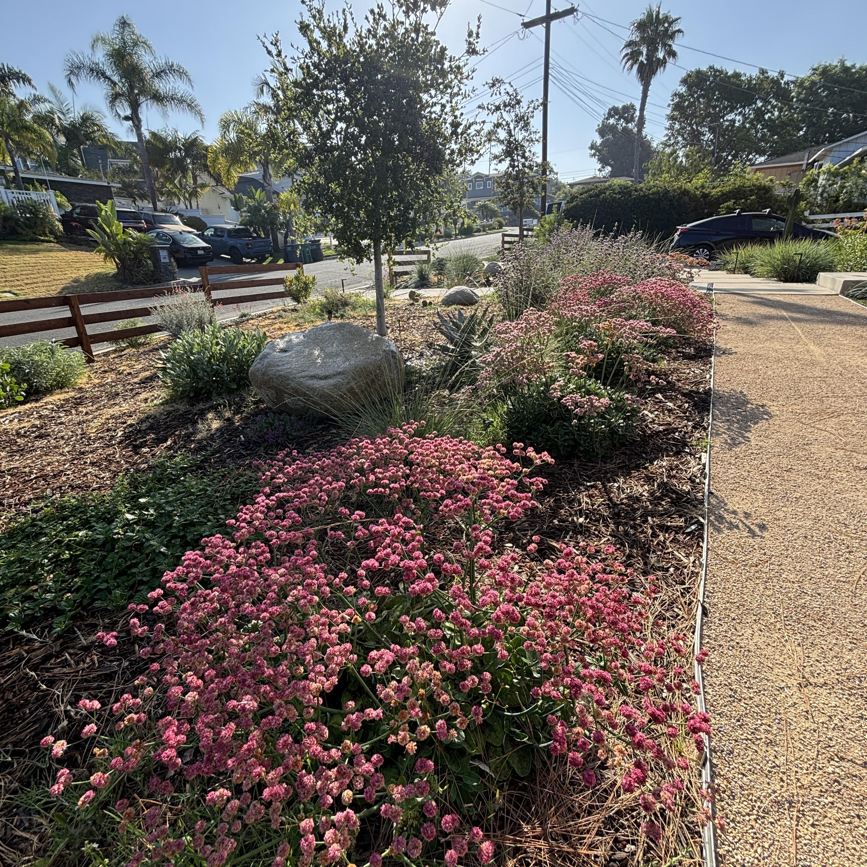 Mounded garden bed with a central tree, boulders, and pink flowers.