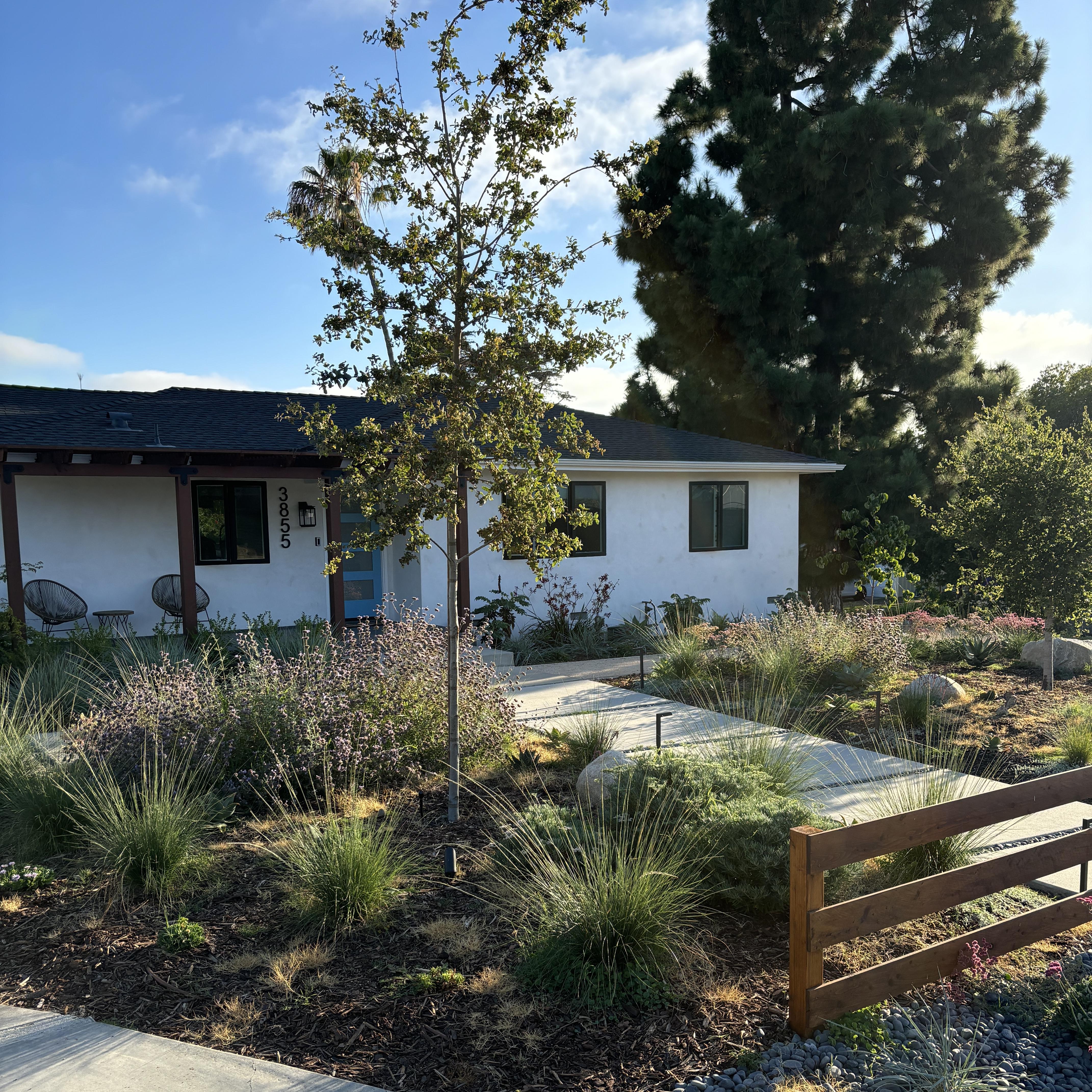Modern home with a front yard filled with drought-tolerant grasses and shrubs.