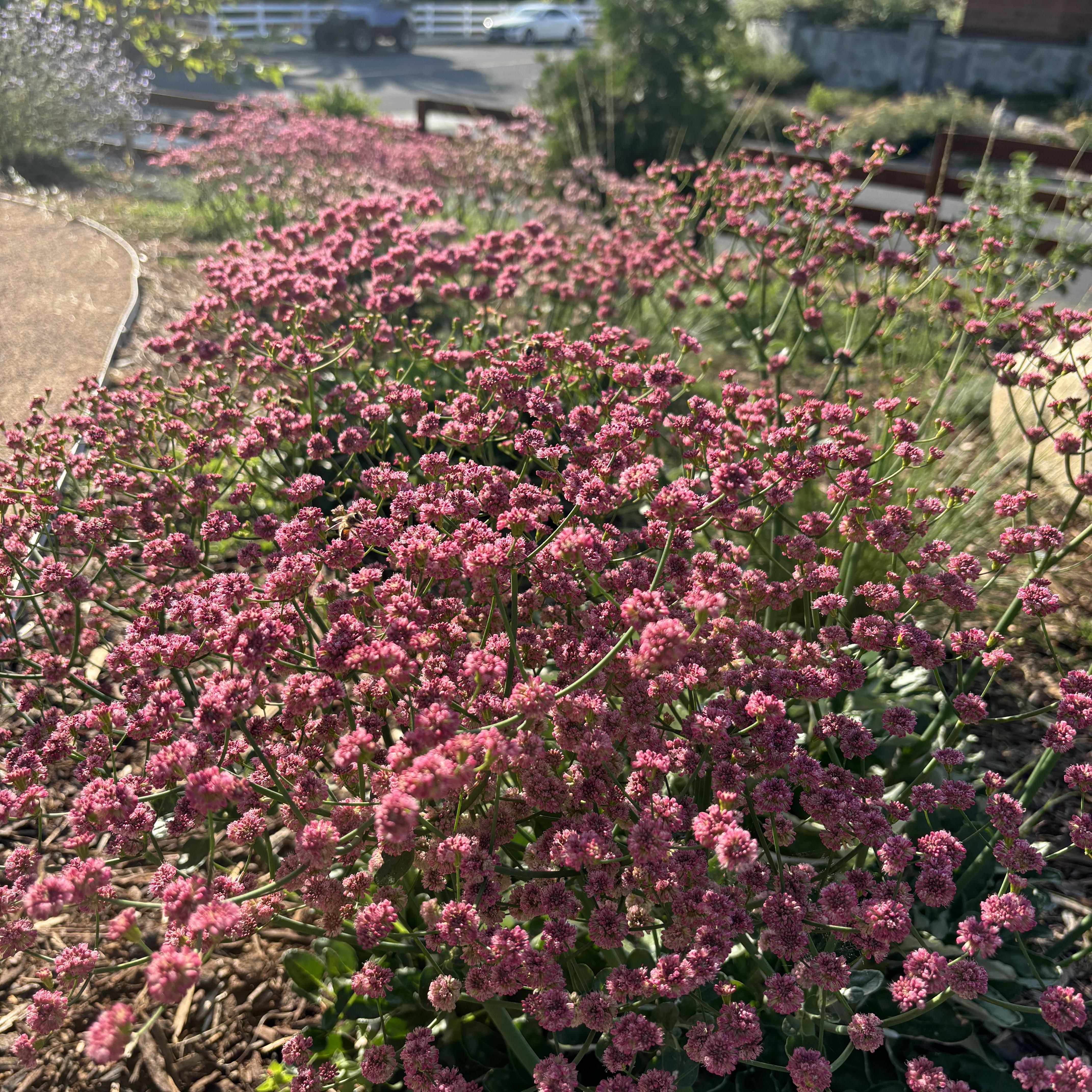 Large bed of pink-flowering native plants in a modern garden.